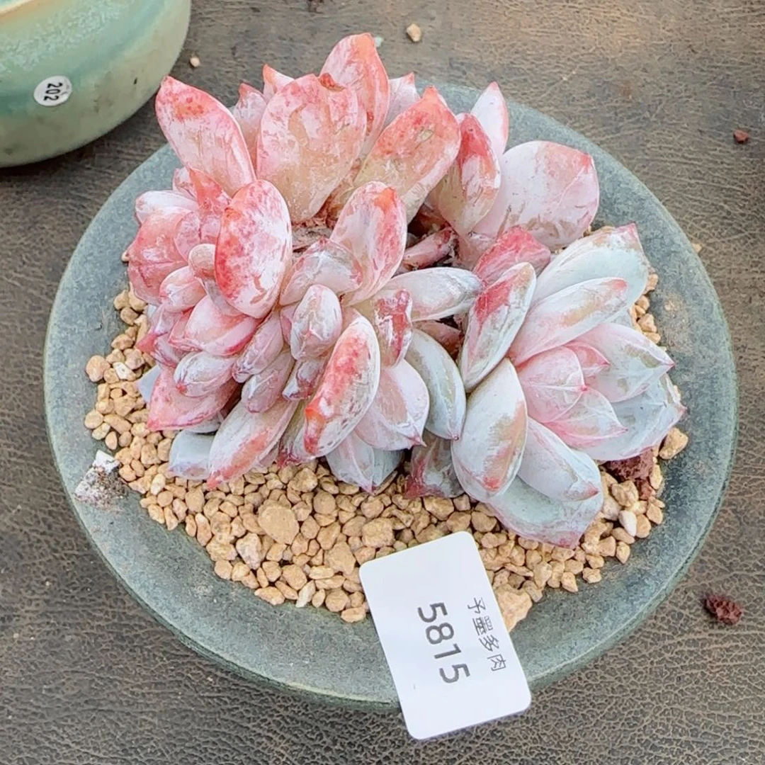 糖心嫦娥缀化，5815多肉植物