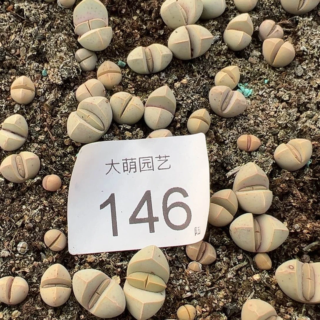 0000146量拍魔玉3颗