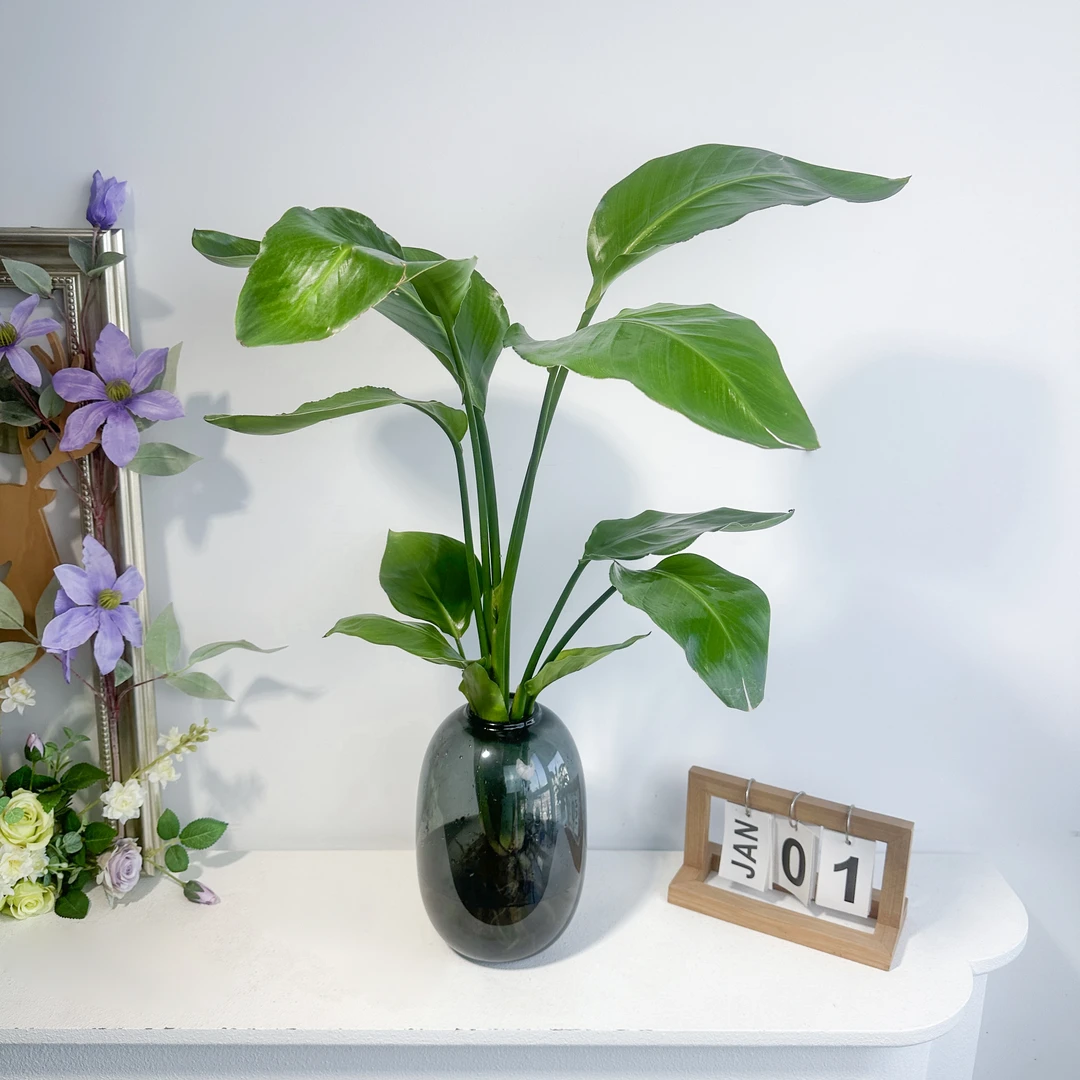 ZIGE/梓歌带大肚瓶水培天堂鸟净化空气桌面盆栽桌面盆栽50-60CM