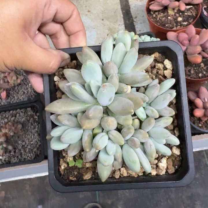 白兰地 群生  一物一拍