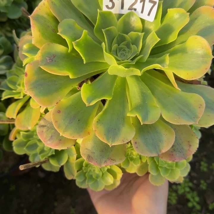 31217绿豆沙不包断枝