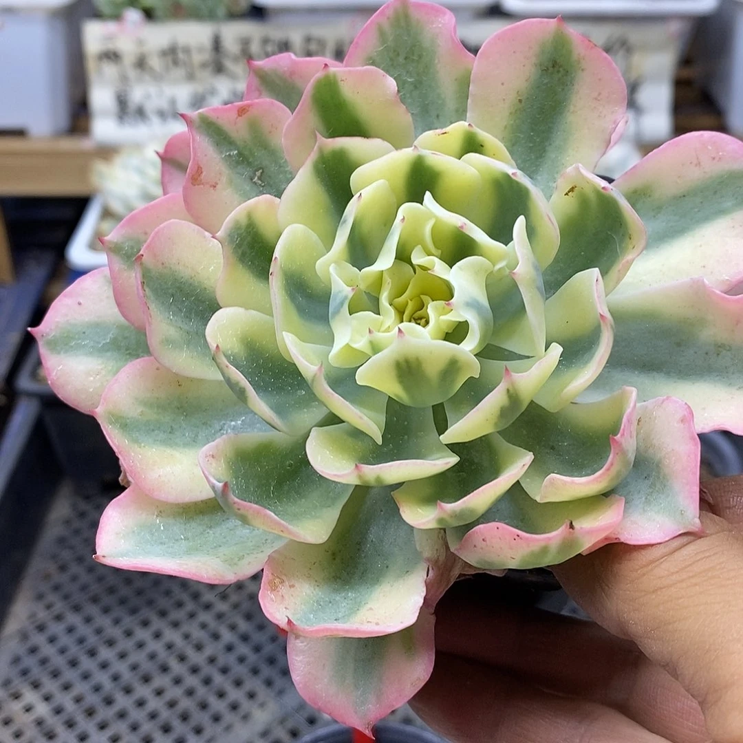 0939 海啸覆轮锦