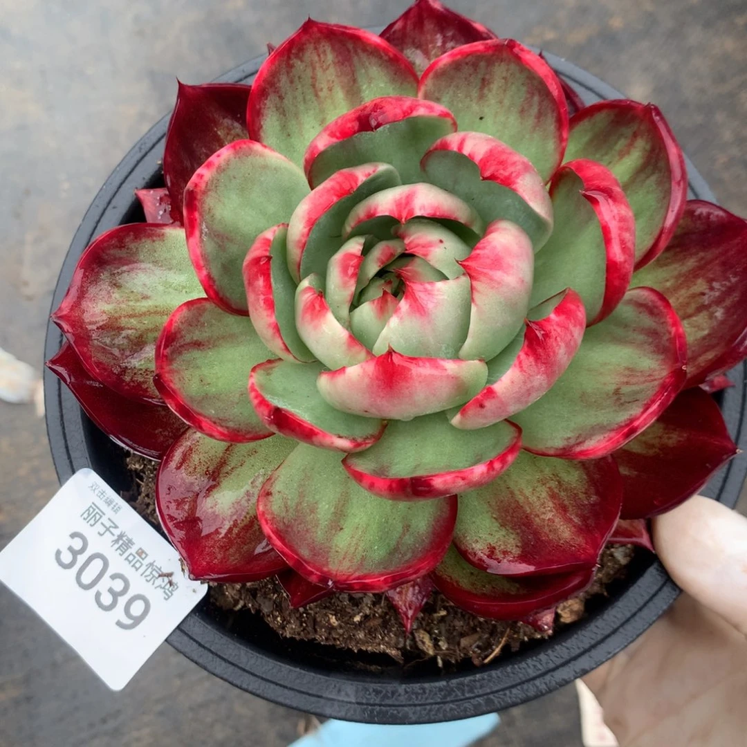 3039一物一拍13厘米外