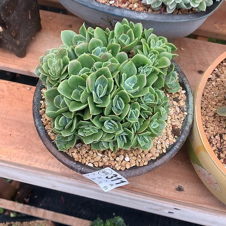 顺****星娜塔缀化 多肉植物9.23左右发
