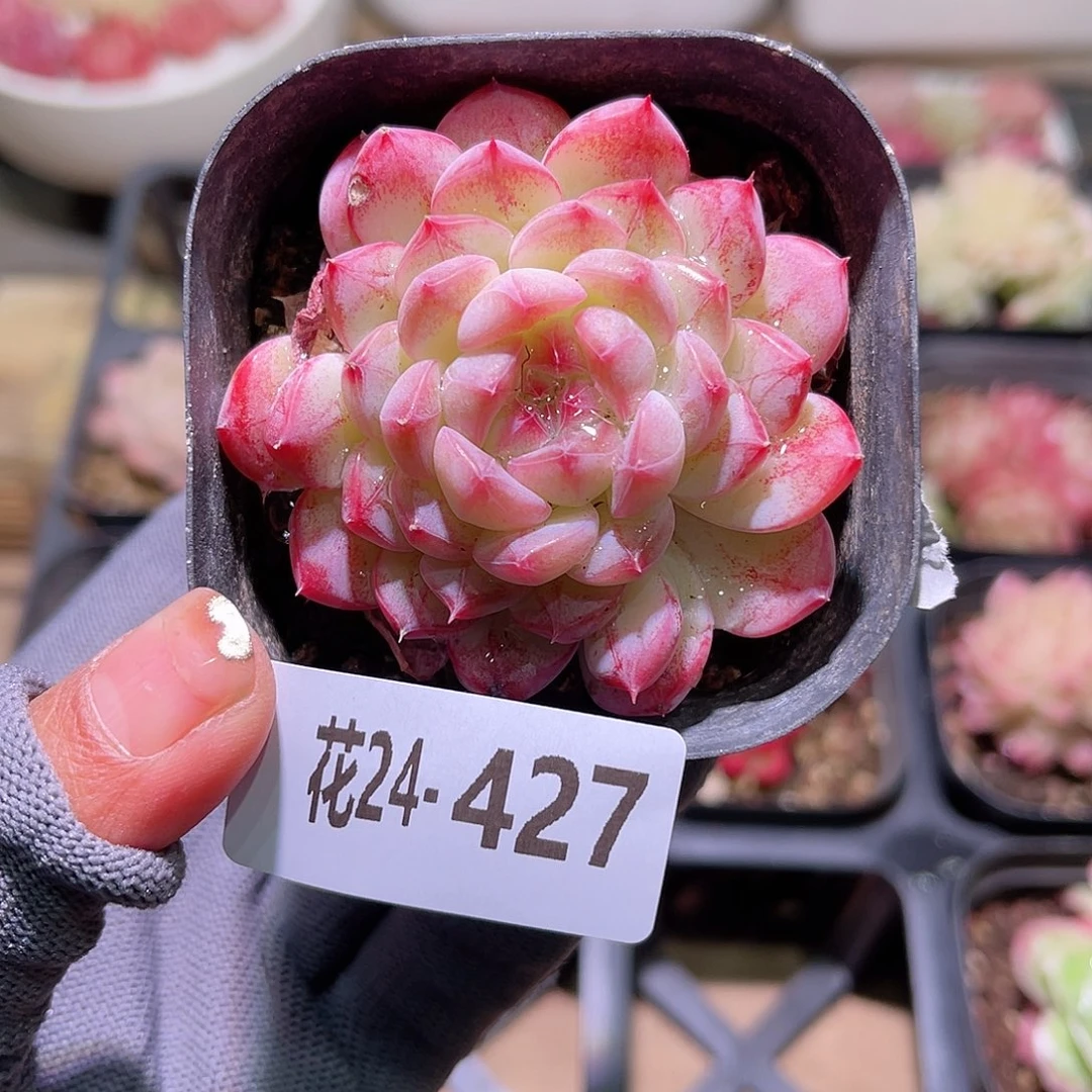 花24-427白桃汽水