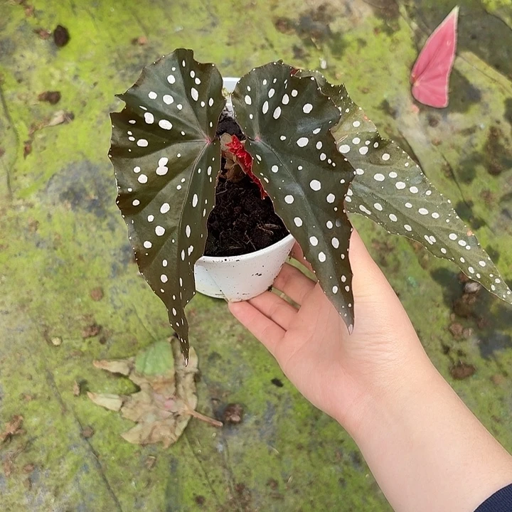 完全开放黑森林秋海棠