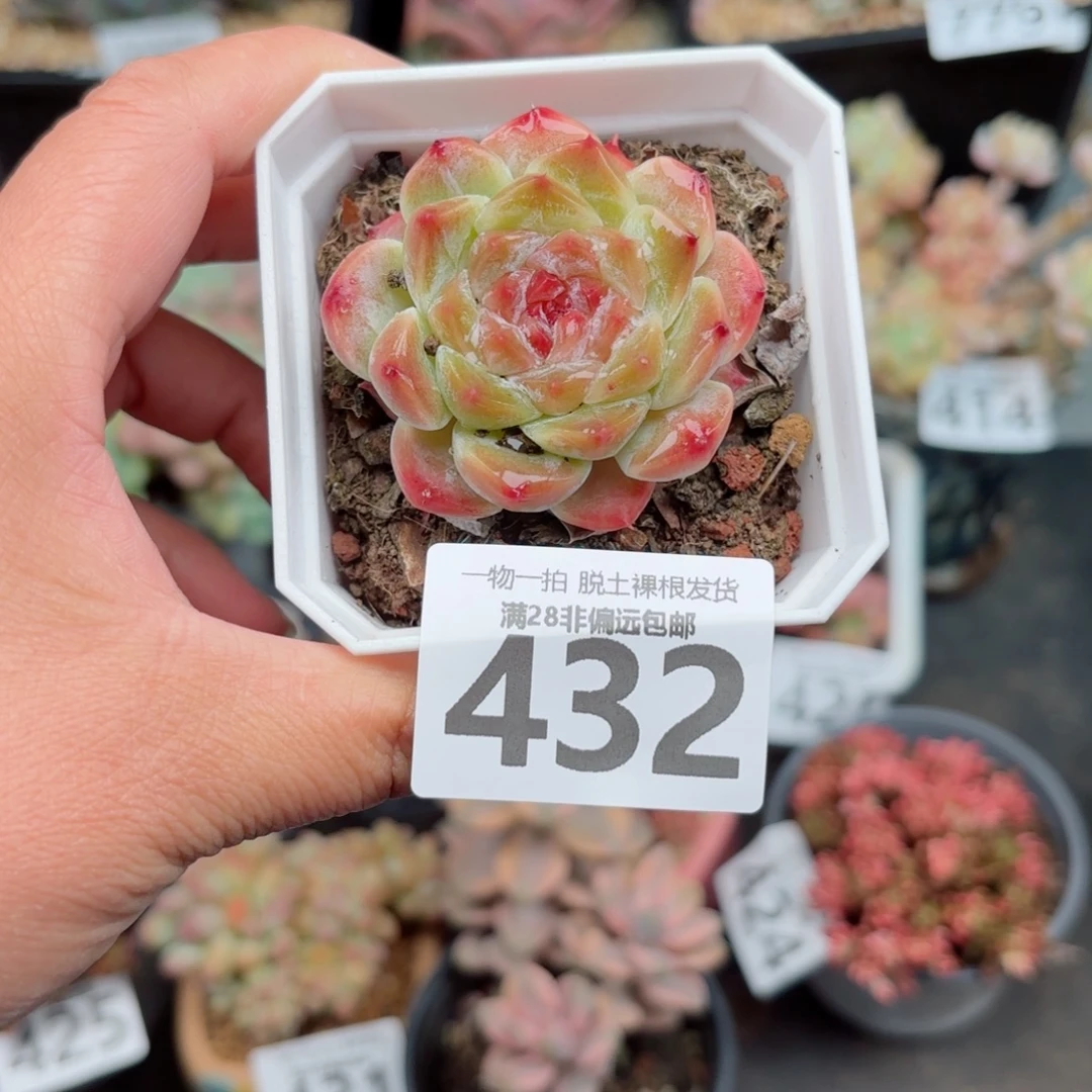 秘境糖心多肉多肉多肉