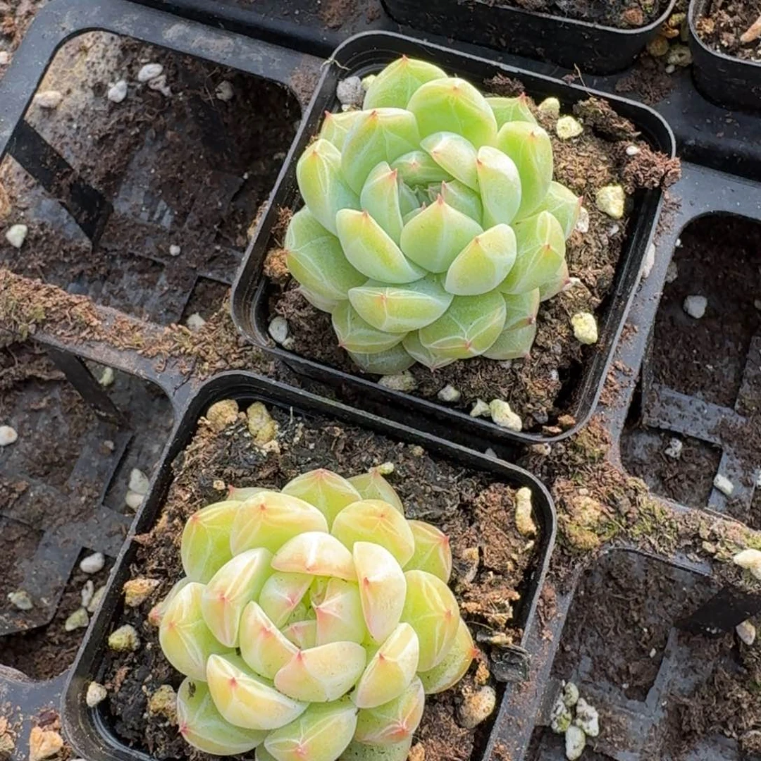 雪花珍妮两颗量拍15-244