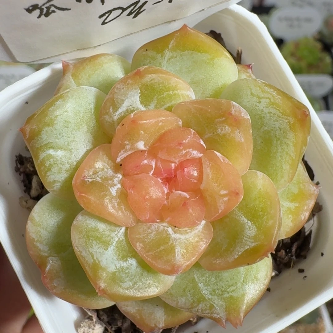 0805-104-编号单头