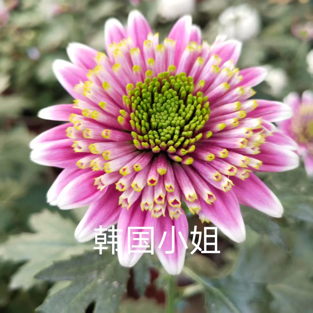 小花品种，韩国小姐，2棵菊花小苗，穴盘苗。