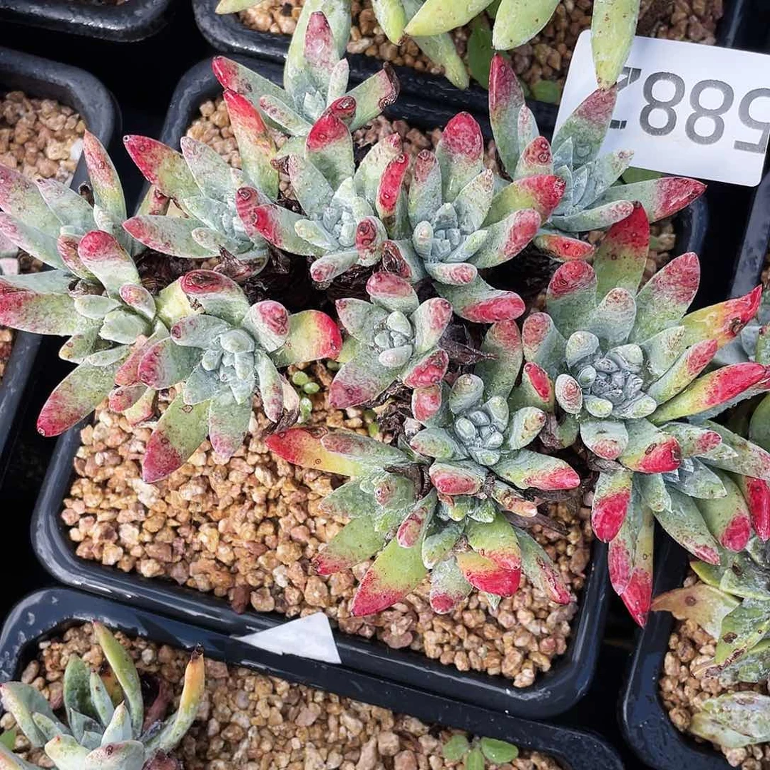 仙女杯多头老桩5882