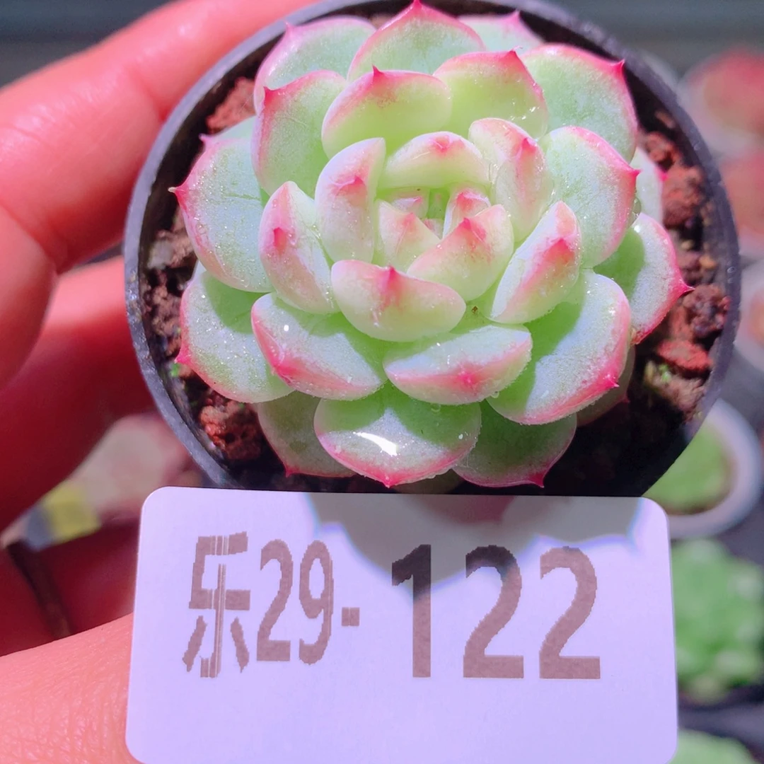 乐然29-122 新品单头