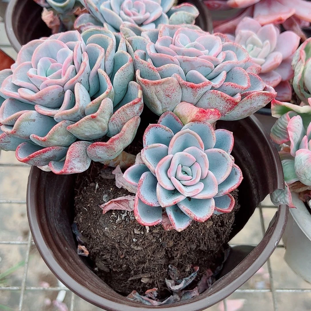 美尻多头群生精品特价