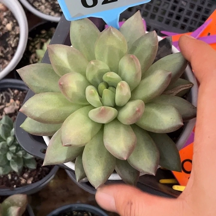 多肉植物米奇林027