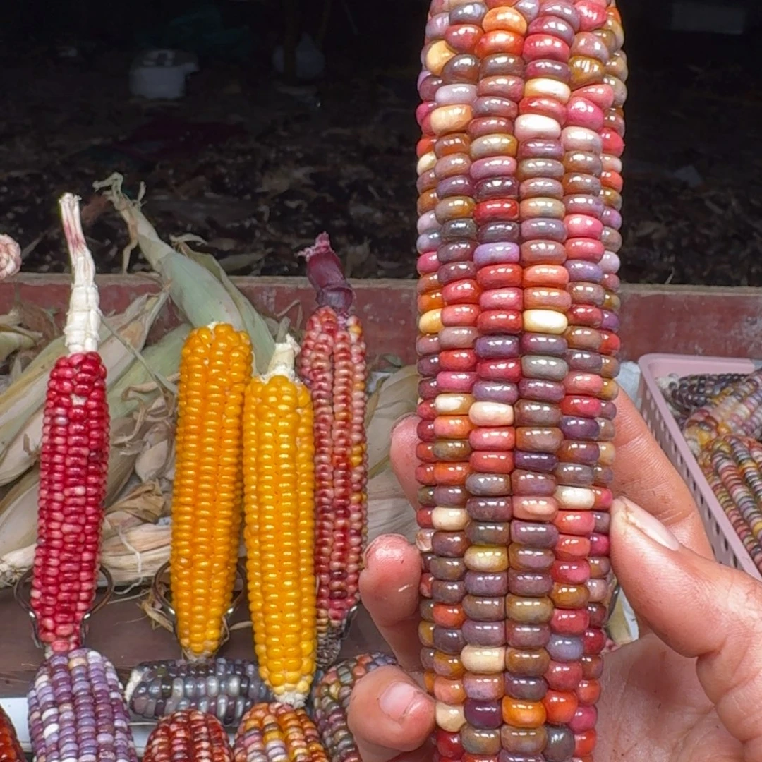 h***i柏香籽/百香籽吊坠