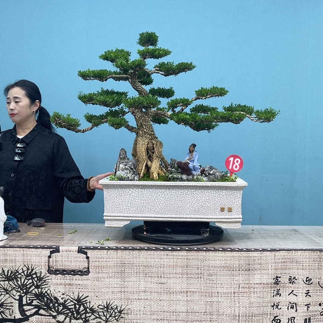 以实际为准精品黄杨盆景