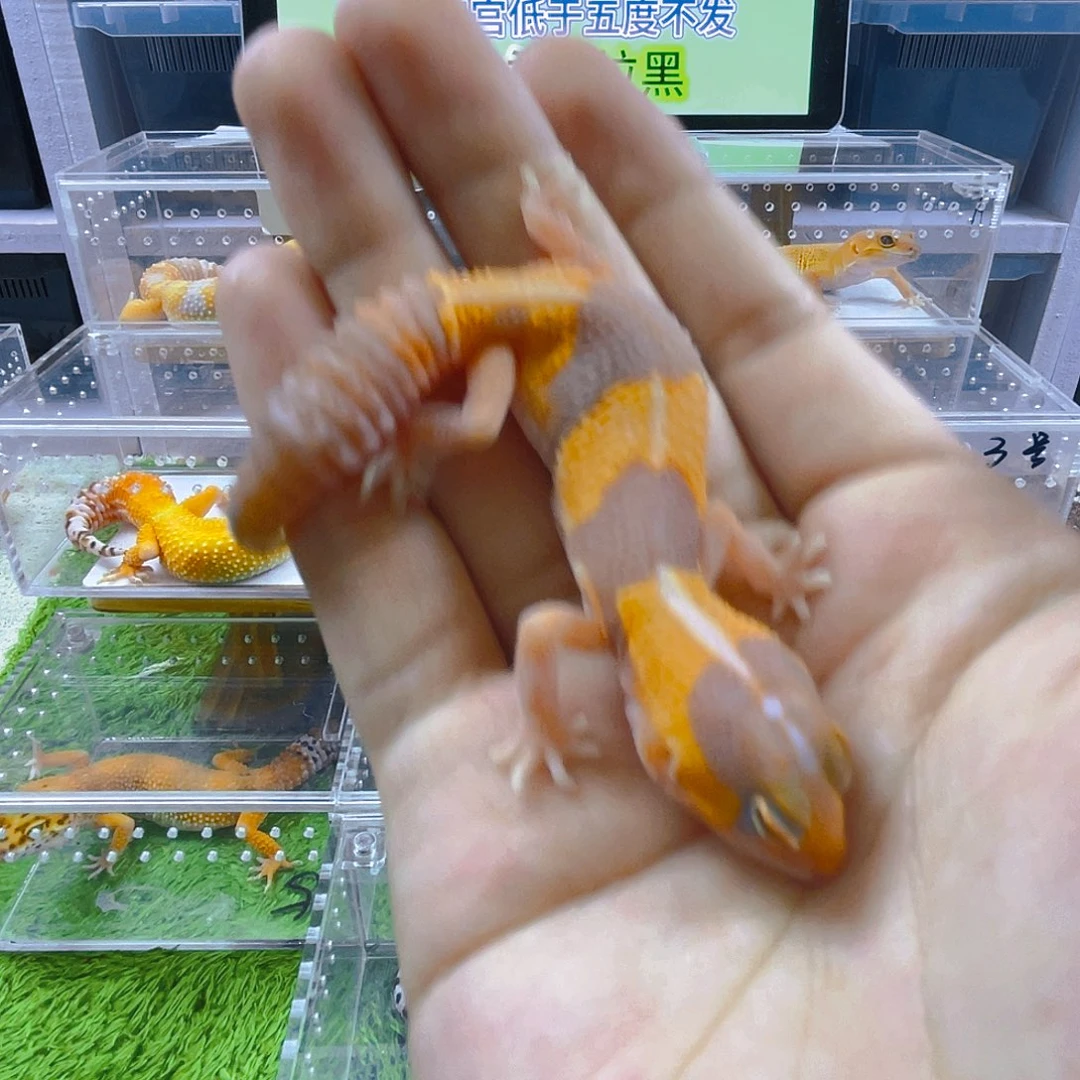 豹纹守宫守宫好看迷人气质可爱