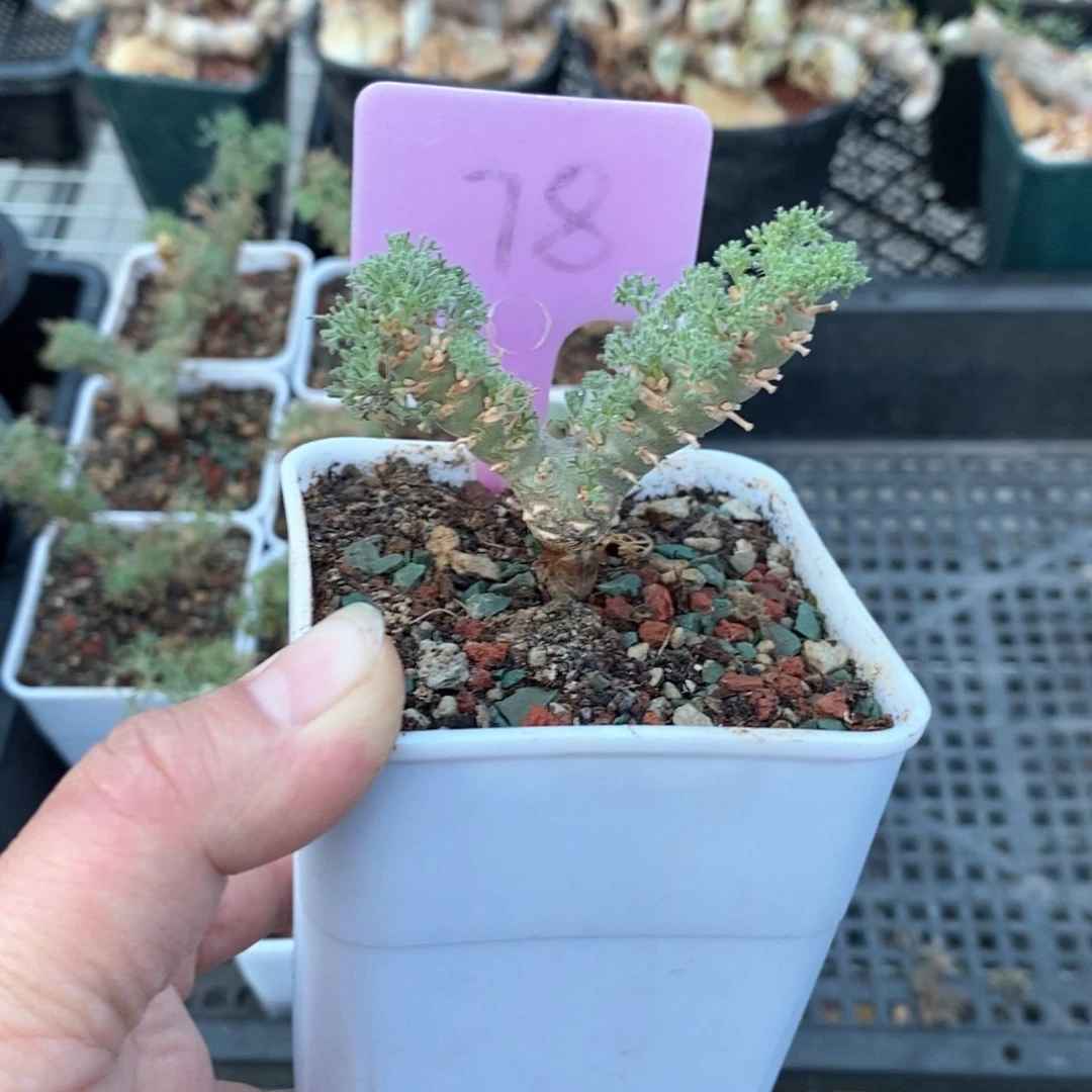 白皮月界多肉植物