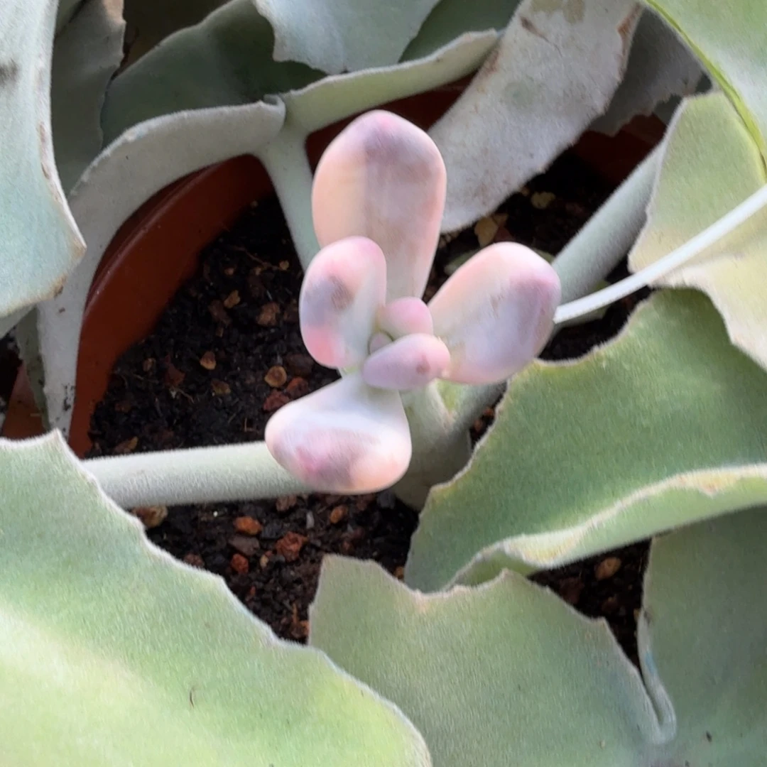 紫皮奶锦，多肉锦多肉