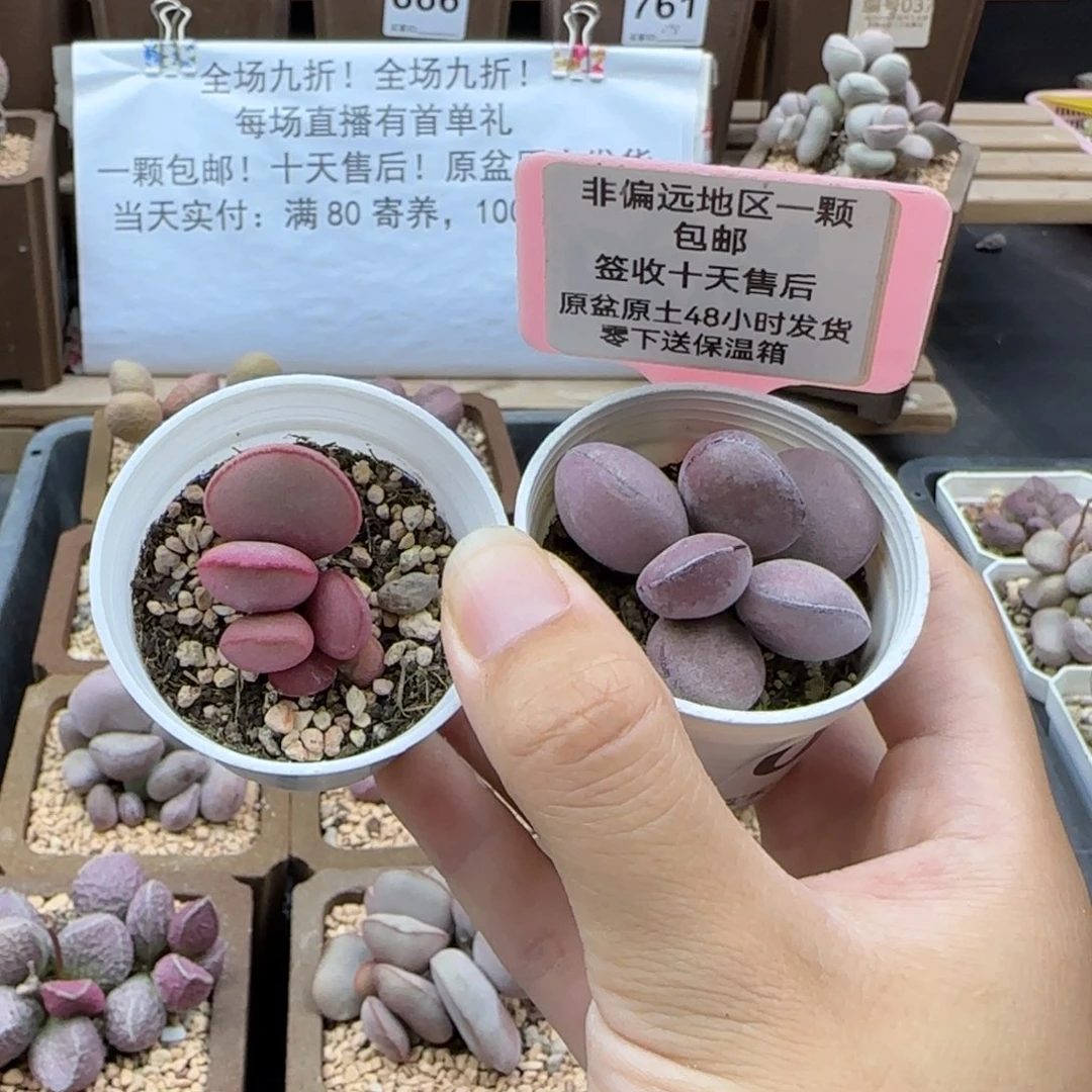 012球球紫蛋白肌红蛋