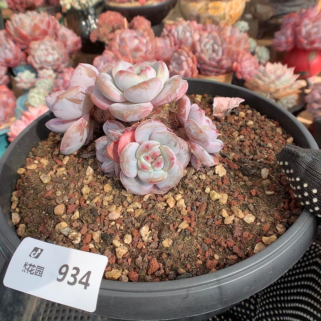 924星影多肉植物6666