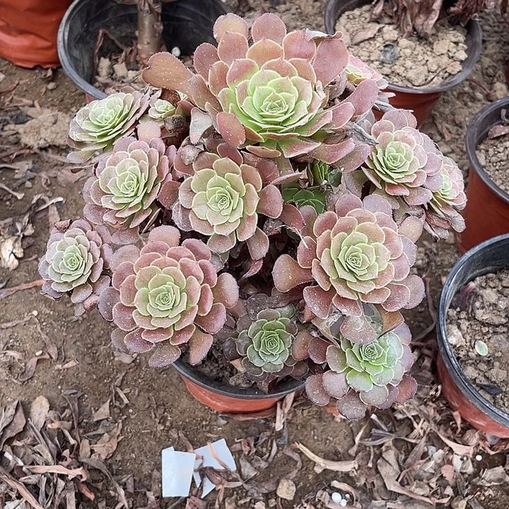 黑暗玫瑰玫瑰玫瑰