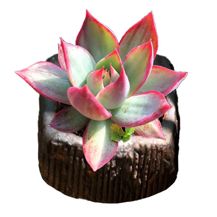 惊鸿仙子 6-7cm 多肉植物稀有花卉好养阳台办公室盆栽