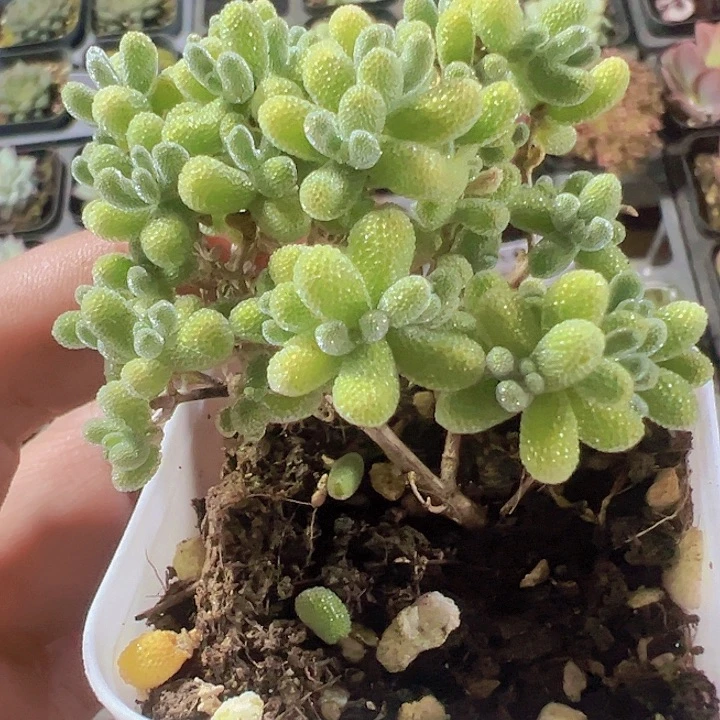 冰晶精品多肉植物