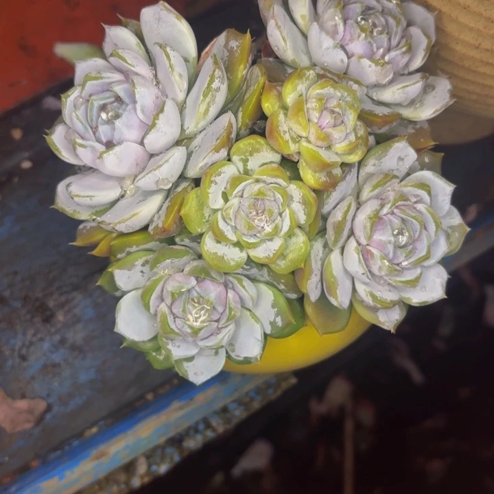 夕***颜老桩精品肉肉汉堡