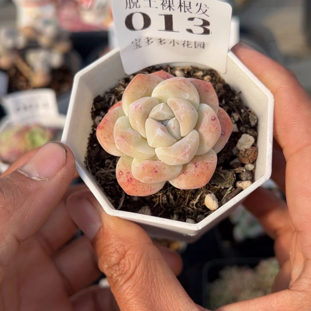 冰玉多肉满28包邮脱土发