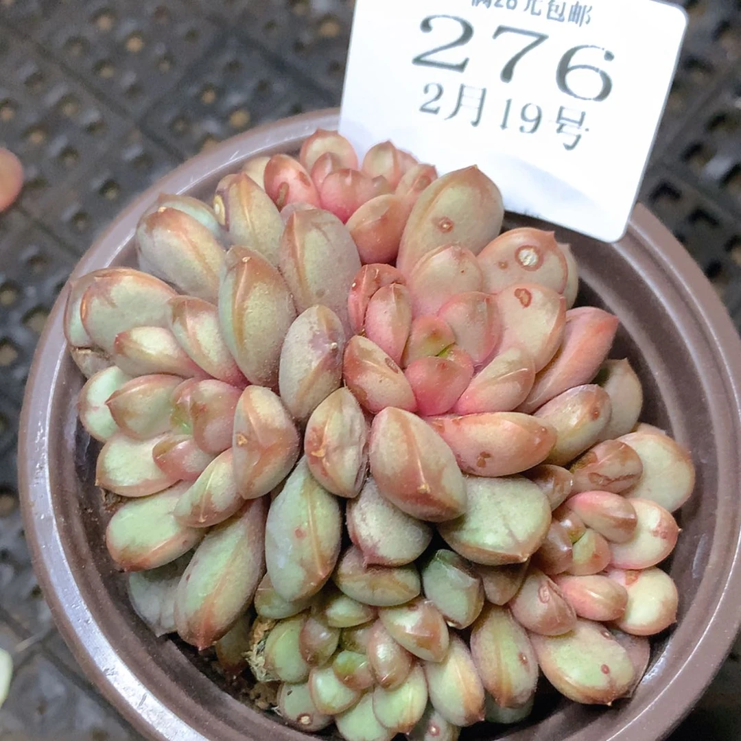 【闪购商品】云276