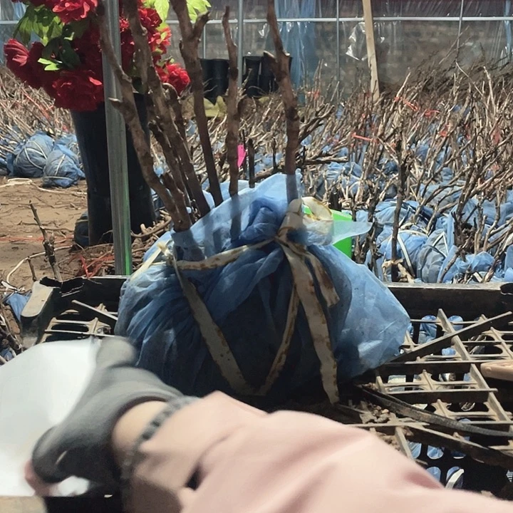 完全开放牡丹花一物一图