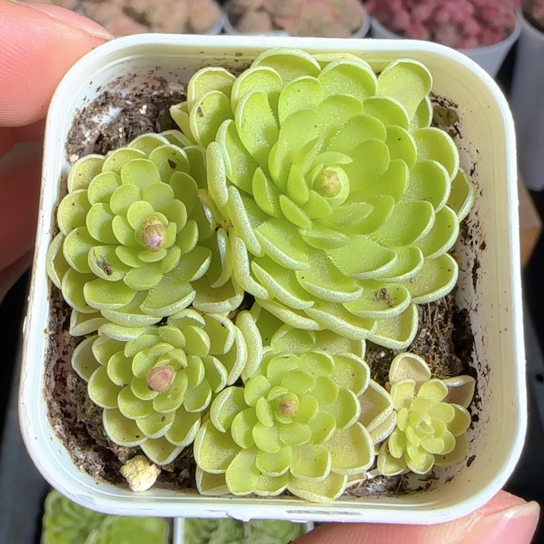 多肉1223-106捕虫堇