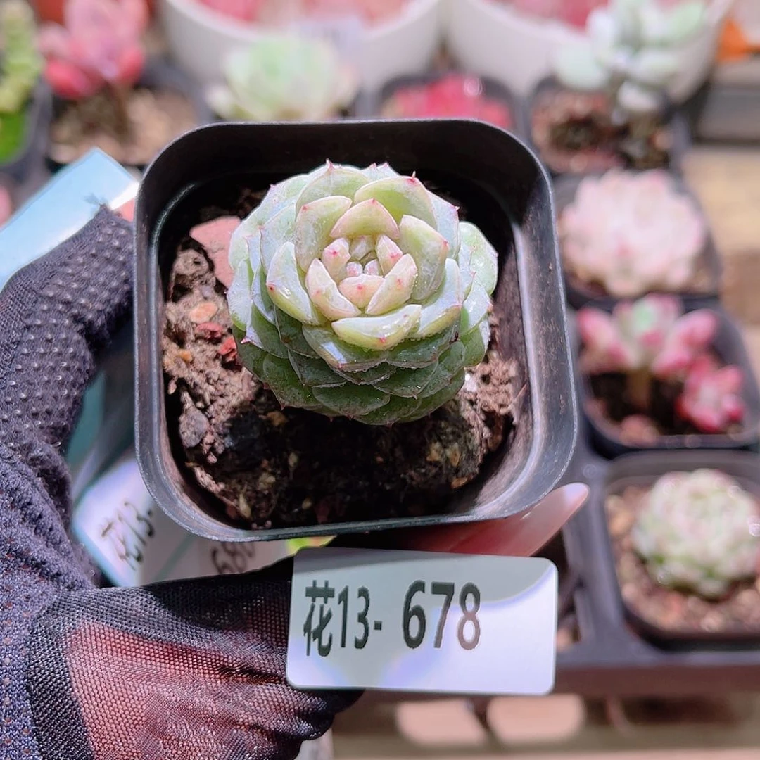 花利美13-678新品