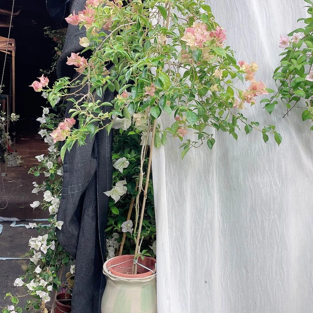 完全开放卡地亚三连哦