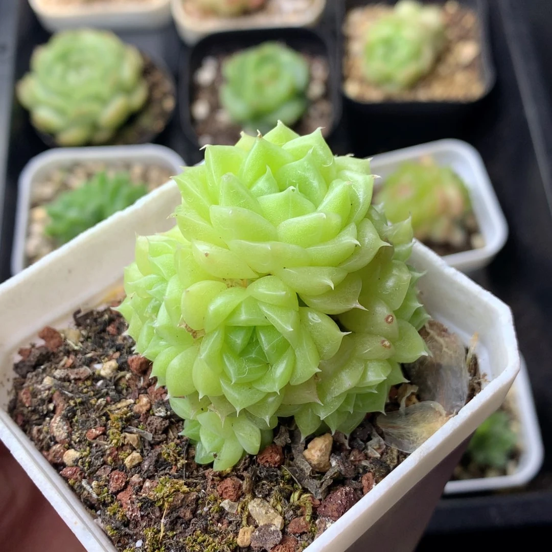 58包邮  群生不包整 9
