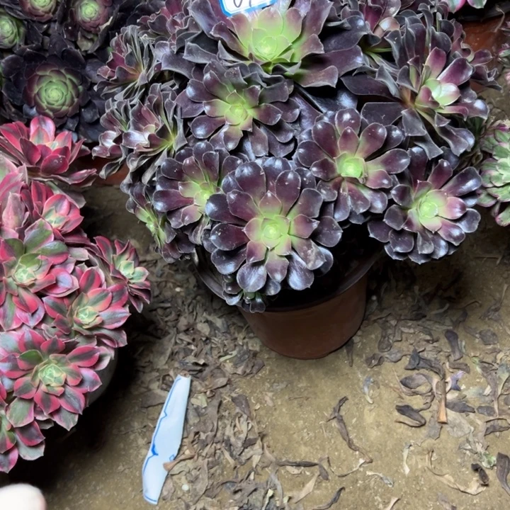 多肉植物满江红法师69