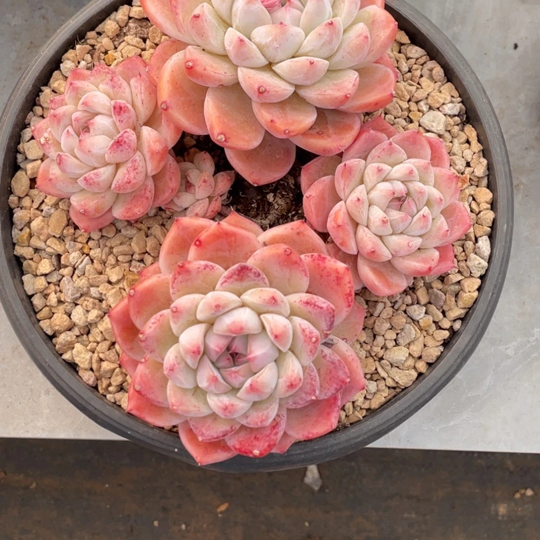 阿尔巴佳人大群生16公分以上