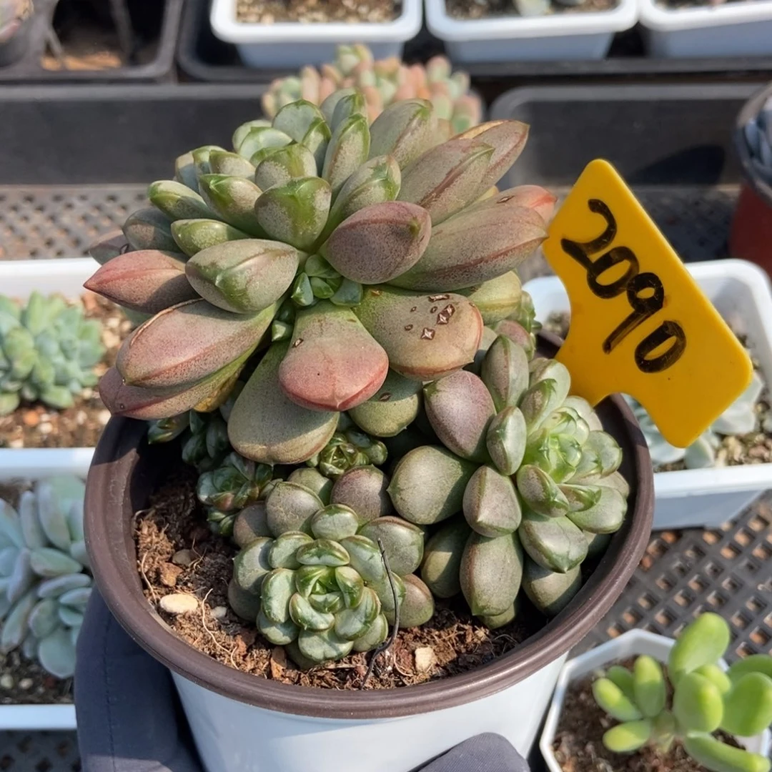 2090葡萄多肉植物保护