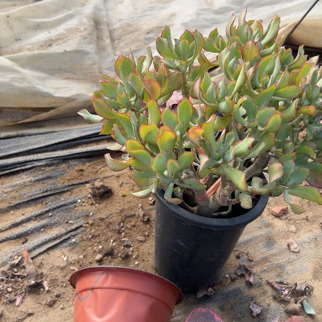 多肉植物海带知更鸟