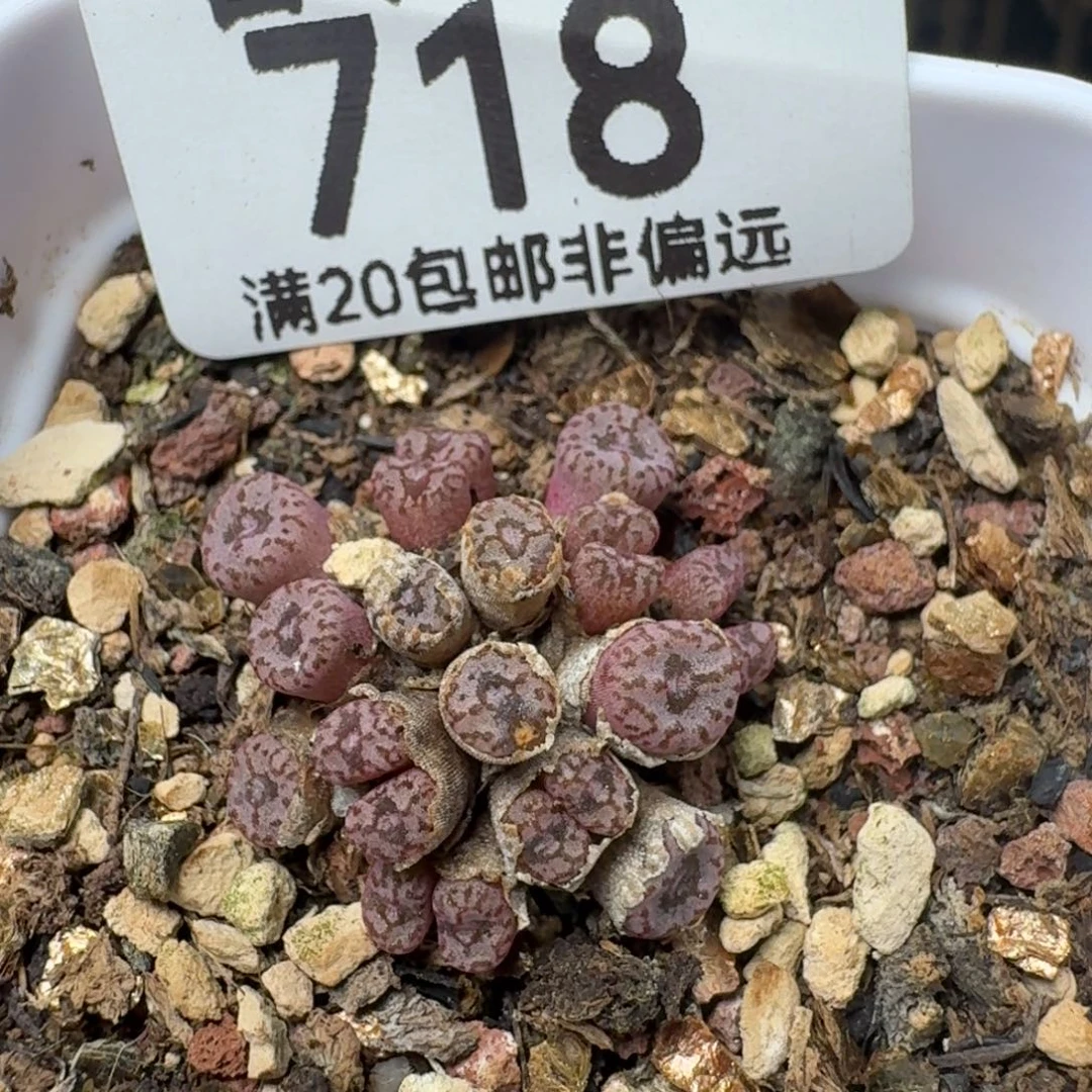 红珊瑚带盆土。