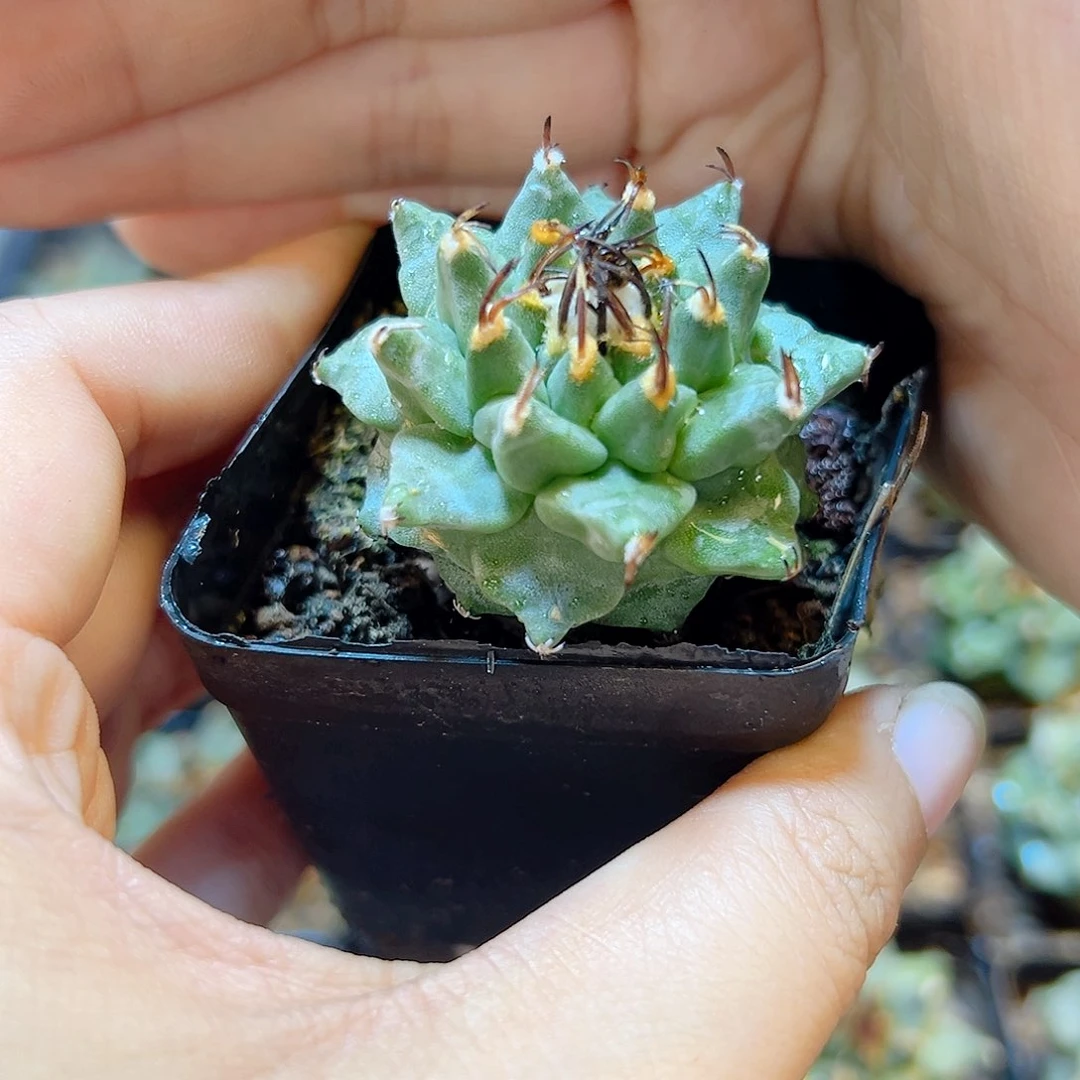 实生赤花娇丽3.5公分带盆