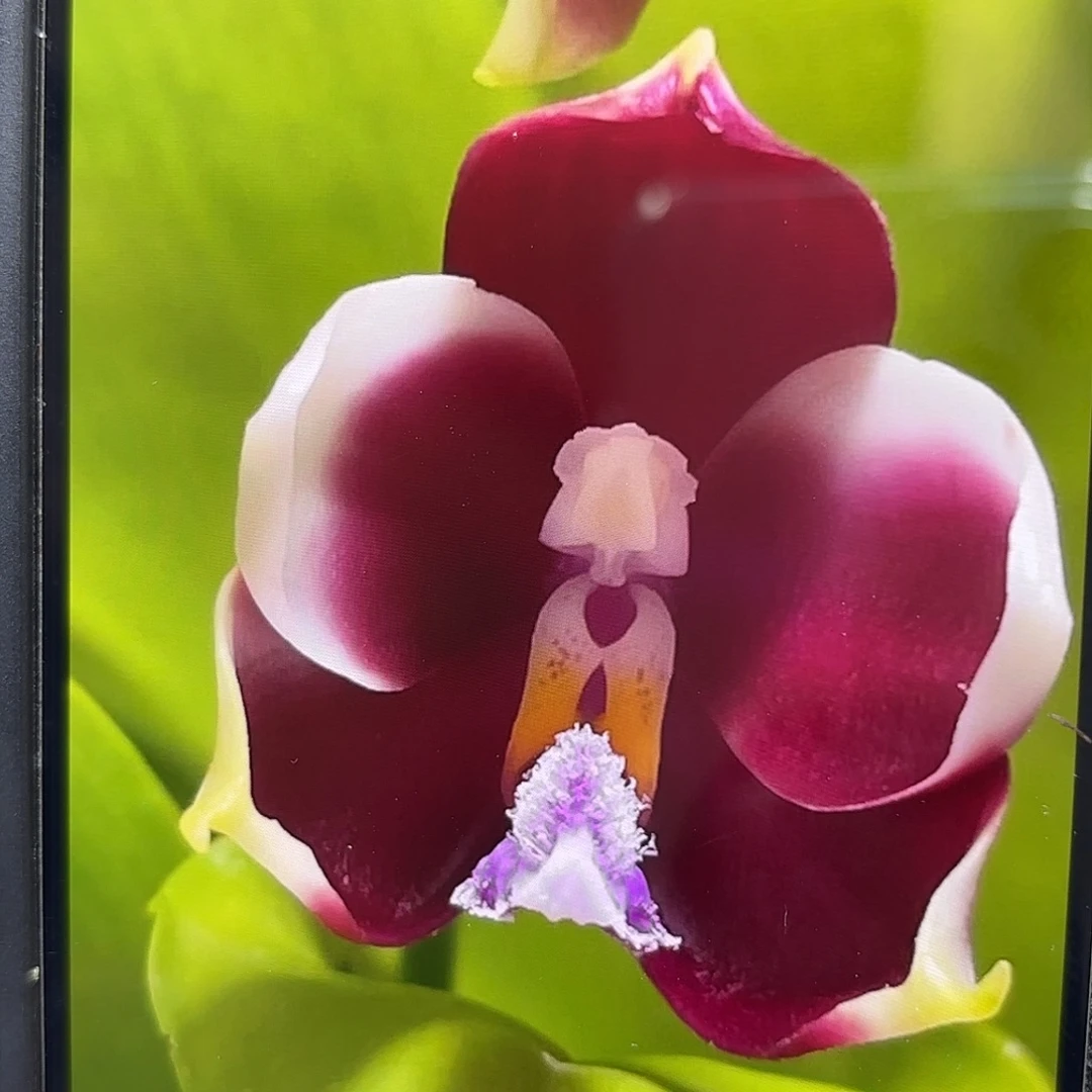 当前无花栽培后可以开花