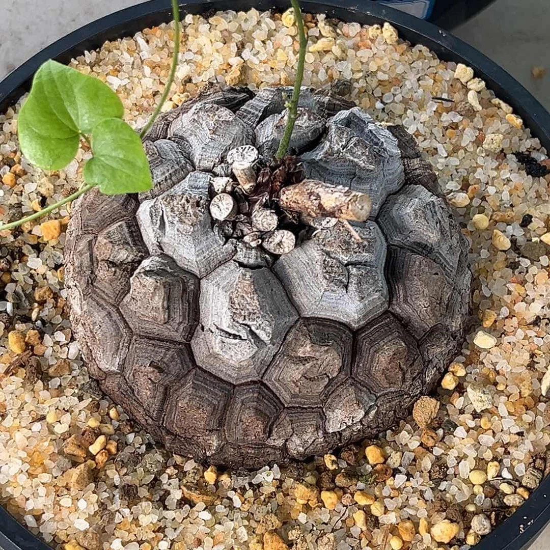 精品黑皮南非龟，11公分