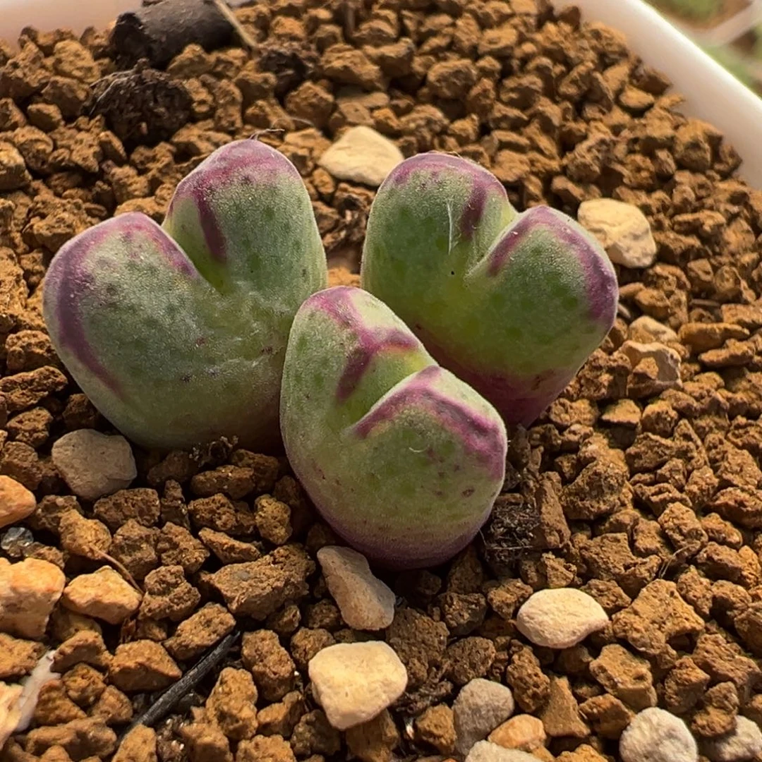 斑马多肉植物盆栽植物