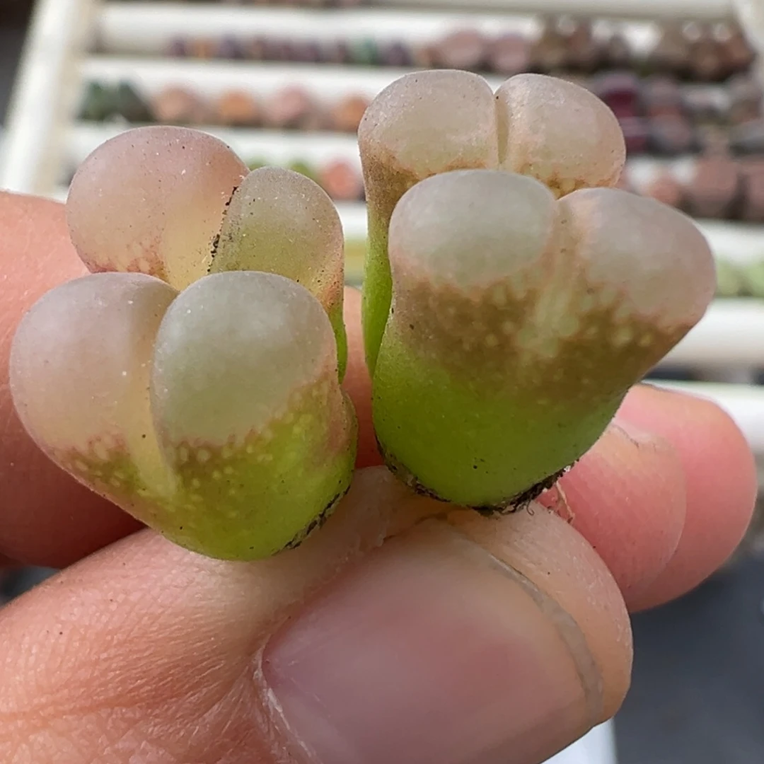 12.20好看的多肉脱土发货375