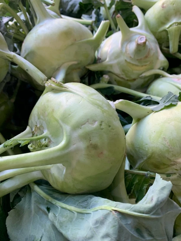 云南农家优质苤蓝新鲜苤蓝