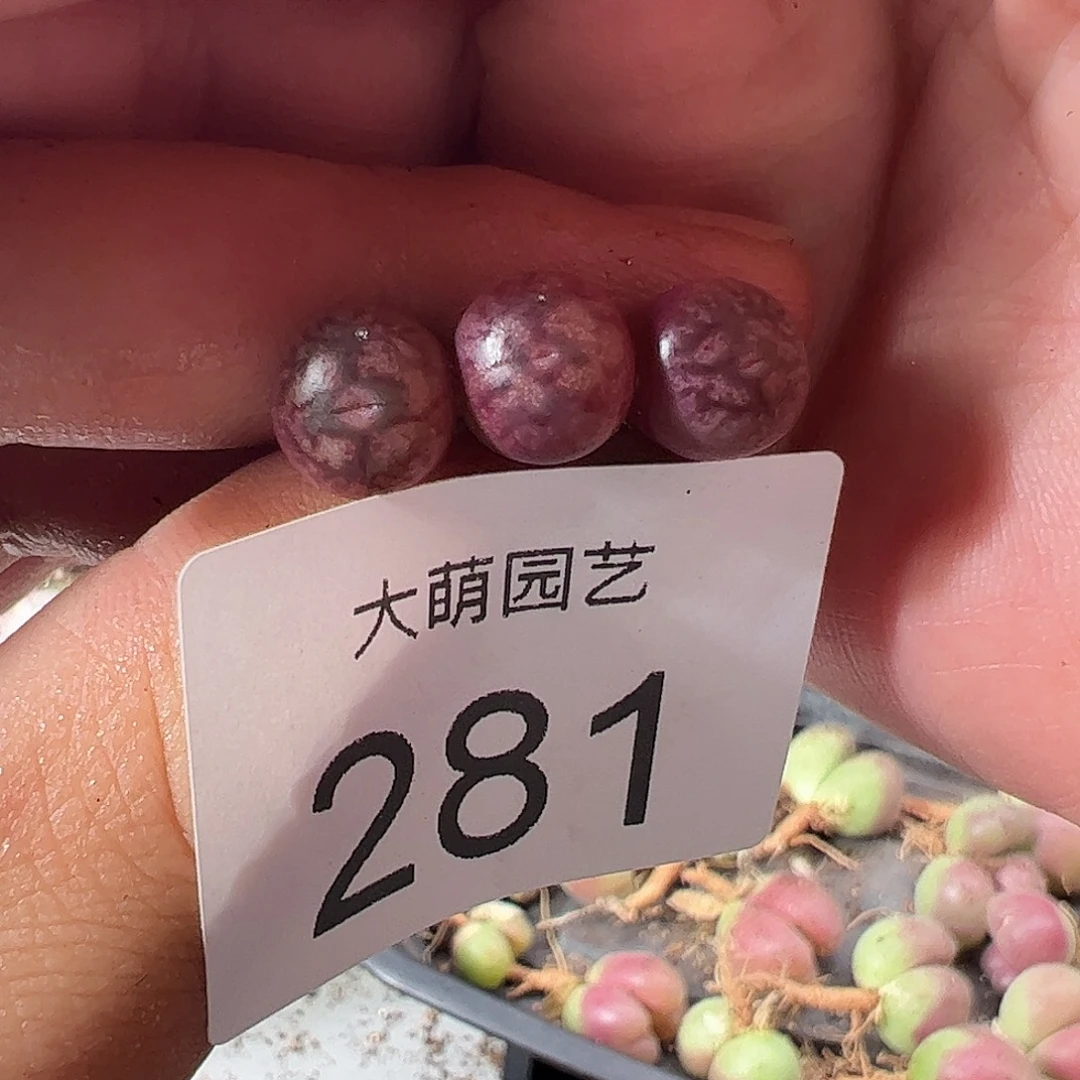 一物一拍。        281