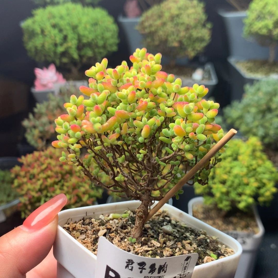 981蜜橘双十一福利