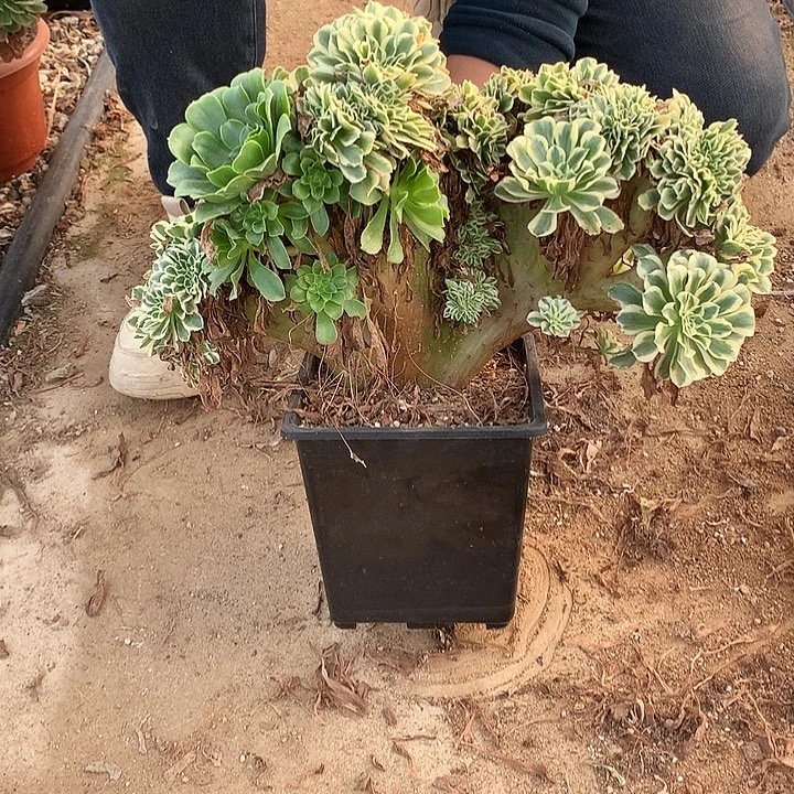 阴阳迈巴赫缀脱土发货啊